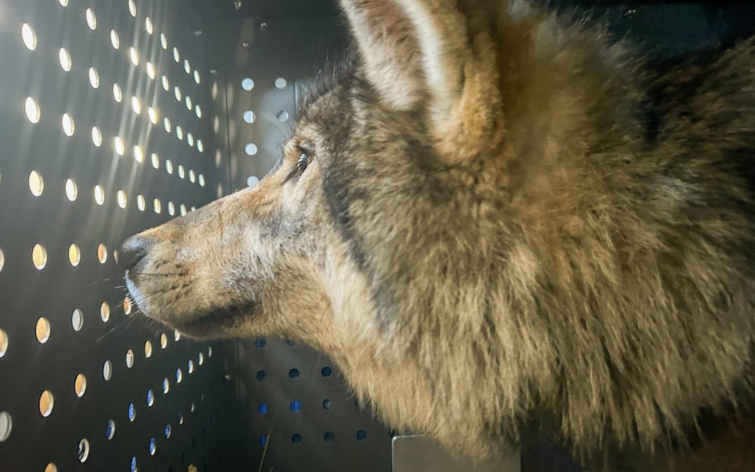 LightHawk Transports 15 Gray Wolves to Colorado for Release